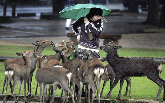 일본 옛 수도이자 유명 관광지인 나라에서 한 관광객이 사슴에 둘러싸여 있다.  AP 뉴시스