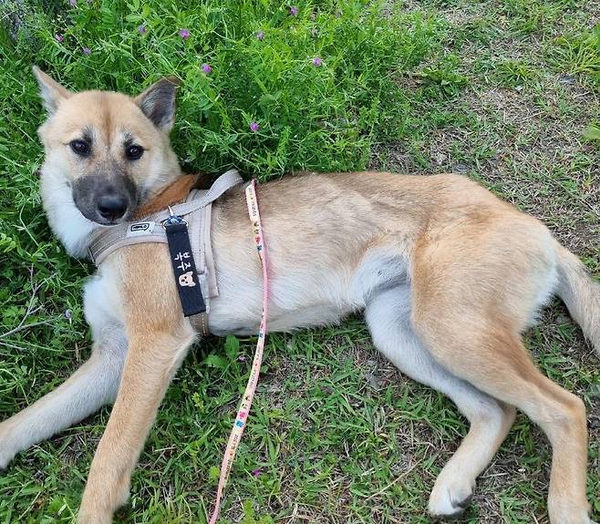 '산만언니'는 동물보호 활동에도 나서고 있다. 유기견 '복주(사진)'를 키우게 됐고 이후 유기견 입양, 중성화 수술 지원 등 동물 보호 활동에 참여하고 있다. 그는 “사실상 버는 돈을 다 여기에 쓰고 있다”며 웃었다. [산만언니 제공]