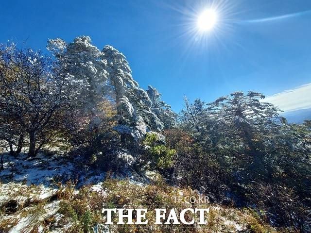 지리산 고지대에 핀 상고대, 한 겨울 설경 같은 모습/지리산국립공원경남사무소 제공