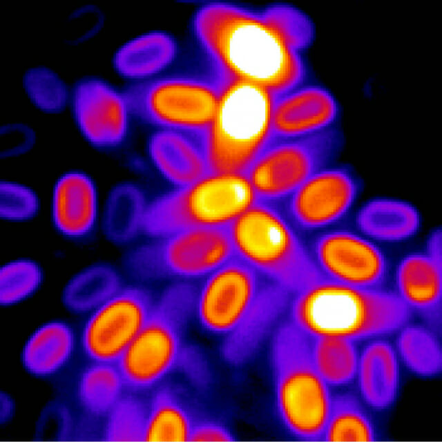 죽은 듯 보이는 박테리아도 현미경 이미지를 통해 보면 전기화학적 신호의 강도에 따라 색이 달리보임을 알 수 있다. (자료=샌디에이고대학)
