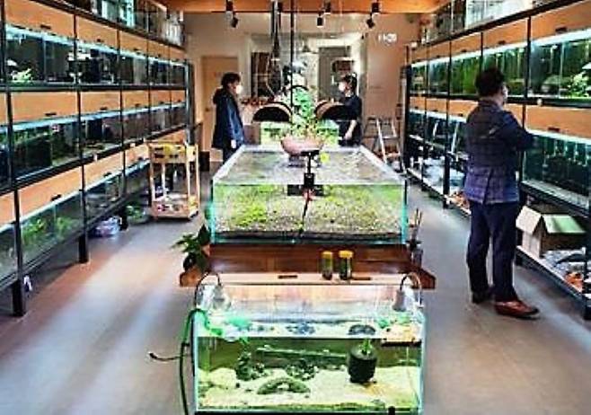 경북 경산시에 있는 열대어 수족관 코리우드는 경산 지역에서 많이 나는 대추나무를 수족관 안에 넣는 재료로 활용해 열대어 애호가들의 호평을 받고 있다./김기훈