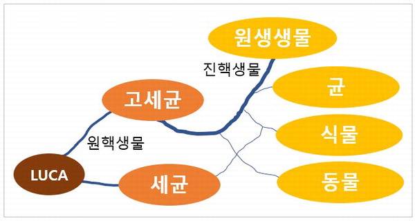 루카의 진화적 분화로 인한 6계 생물 분류