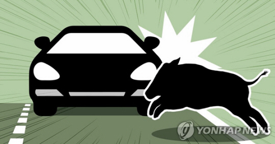 로드킬 : 멧돼지 로드킬 일러스트. 연합뉴스