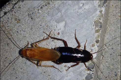 다른 생물들처럼 바퀴 역시 뜨겁게 사랑을 나누고 결실물로 2세를 번식한다. /UC Statewide IPM Program. 2019 Regents University of California