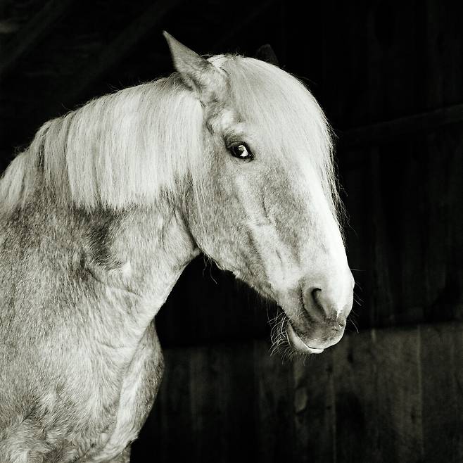 27살 이상으로 추정되는 교배종 마리클레어는 캐나다에 위치한 농장에서 구조됐다. 임신한 암말의 소변을 채취해 호르몬 대체약물을 생산하는 곳이었다. 농장은 암말들을 좁은 우리 사육하며 반복적으로 임신시켰으며 소변 농축을 위해 탈수 상태로 만들었다. 가망서사 제공