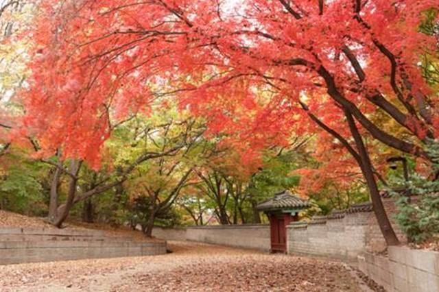 ▲창덕궁의 가을1Ⓒ문화재청