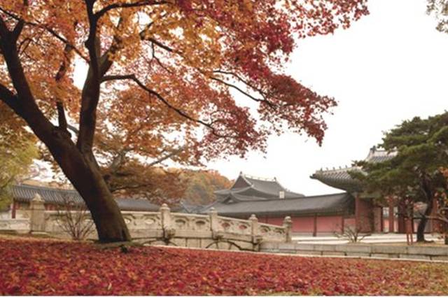 ▲창덕궁의 가을2Ⓒ문화재청
