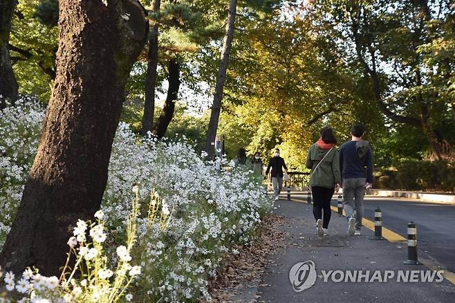 남산 가을길 '구절초 활짝' (서울=연합뉴스) 서울시가 11일 공개한 한양도성 성곽길을 따라 피어난 구절초 꽃밭. 2022.10.11 [서울시 제공. 재판매 및 DB 금지] photo@yna.co.kr