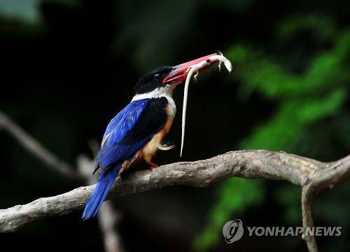 먹이 먹는 청호반새 [연합뉴스 자료사진]
