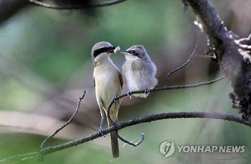 노랑때까치 [연합뉴스 자료사진]