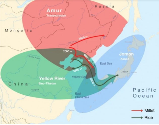다국적 연구팀은 유전학 및 고고학 분석 결과 황하 집단(초록색)과 아무르 집단(붉은색)이 7000년 전쯤 만나 한국인의 조상 집단을 만들었고, 이 집단이 한반도 남부와 일본의 조몬 집단(파란색)을 밀어냈다고 분석했다. 네이처