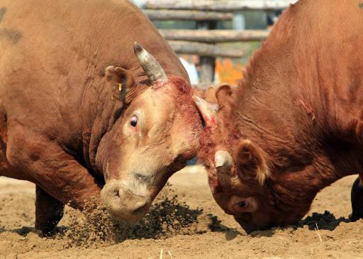 소싸움 경기를 하고 있는 소들. 출처: 연합뉴스