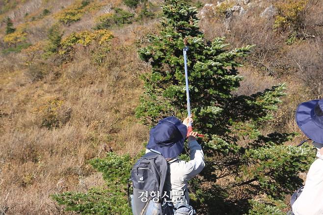 이상현 국립백두대간수목원 기후변화적응팀 연구원이 지난 12일 강원 함백산 일대에서 커다란 돌에 올라가 분비나무 종자를 채취하고 있다. 강한들 기자