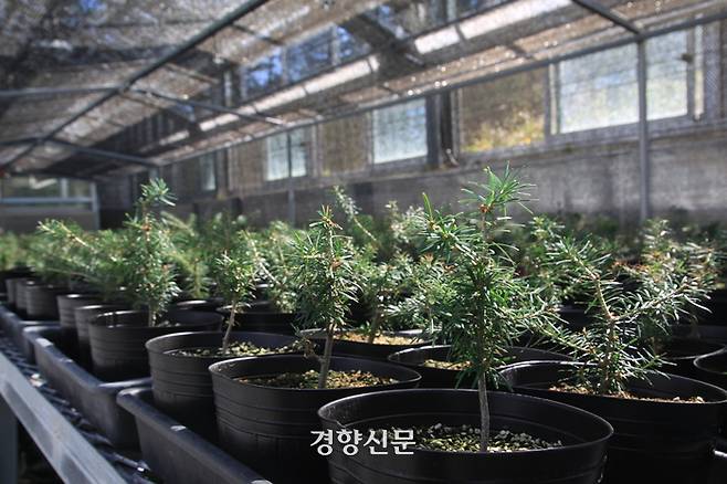 ‘나무 인큐베이터’인 국립백두대간수목원 내 연구 온실에서 자라고 있는 제주 구상나무. 강한들 기자