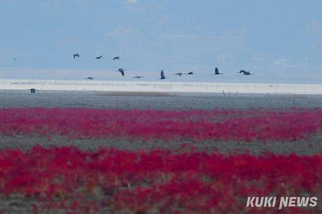 순천만 갯벌 칠면초 위로 멸종위기종 흑두루미 무리가 날고 있다.순천만은 흑두루미 도래지이자 보존지역이다.