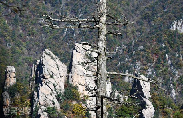 흘림골 탐방로의 여심폭포 부근. 높이 솟은 고사목 뒤로 칠형제봉의 기암괴석이 보인다.