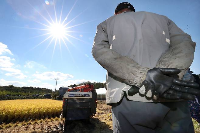 지난 18일 대전 유성구 한 들녘에서 농부가 벼 수확 현장을 바라보고 있다. /신현종 기자