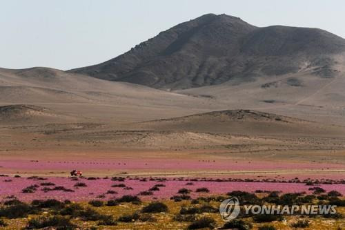 지난해 10월 칼데라시 인근서 촬영된 아타카마의 '꽃피는 사막' 전경 [EPA 연합뉴스 자료사진]