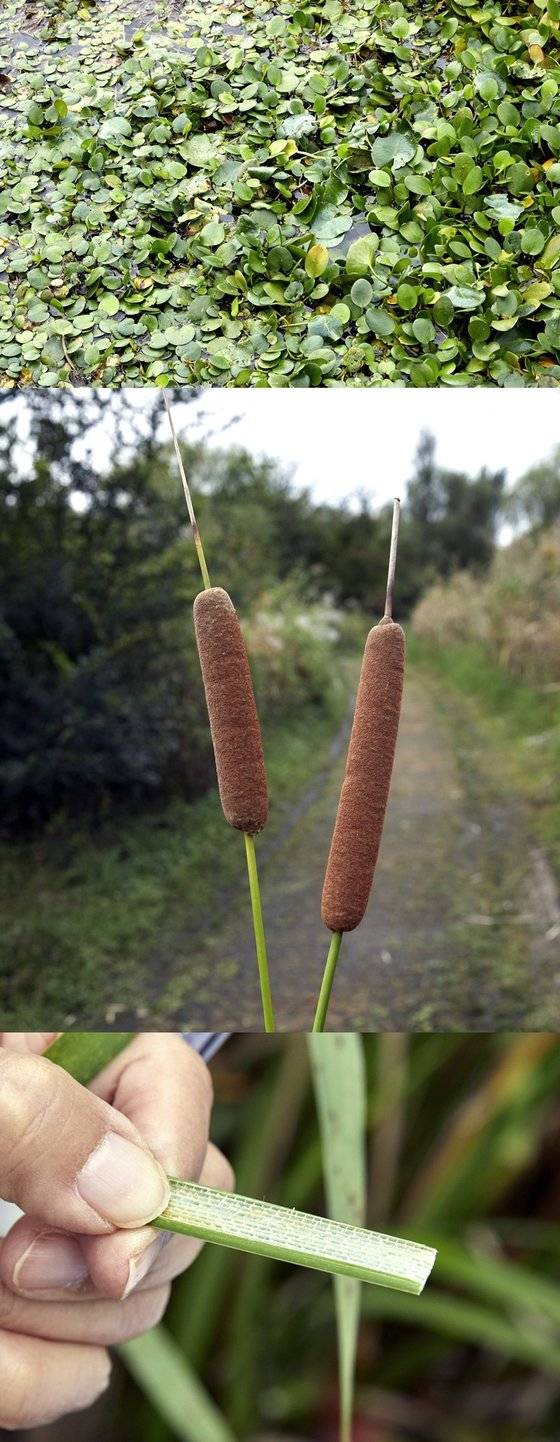 수생식물은 식물체가 물에 잠긴 정도에 따라 침수식물·정수식물·부엽식물·부유식물로 구분한다. 물에 잎이나 식물체 전체가 떠있는 부엽식물(중점)부유식물(맨 위 사진)과 물가에 사는 정수식물 부들(가운데 사진). 이들이 물속에 뿌리를 내리고도 썩지 않고 잘 자라는 건 잎이나 줄기가 증산 작용이 용이한 통기조직(맨 아래 사진)으로 이뤄진 경우가 많기 때문이다.