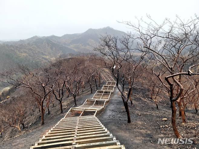 [안동=뉴시스] 지난 3월 산불로 타버린 울진 도화동산. (사진=경북도 제공) 2022.10.24