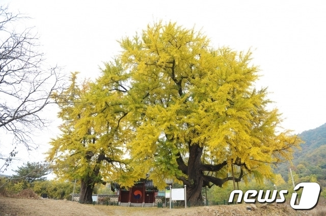 1회 세종 임난수 은행나무제가 25일 연기면 세종리 일원에서 열린다. 지난 5월 천연기념물로 지정된 것을 기념하기 위한 것이다. 사진은 숭모각 앞 은행나무. (세종시 제공) / 뉴스1