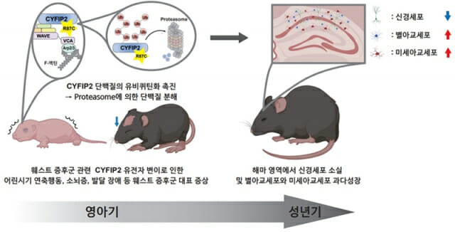 웨스트 증후군 관련 CYFIP2 유전자 변이를 갖는 생쥐 모델이 나타내는 다양한 증상 (그림=고려대의료원)