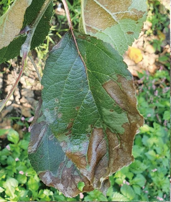 과수화상병 사진