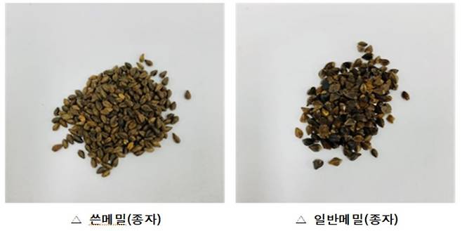 쓴 메밀과 일반 메밀 비교 사진. 강원도농업기술원 제공