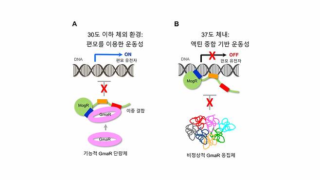 온도에 따른 리스테리아균 편모 형성 조절 모식도.[강원대학교 제공]