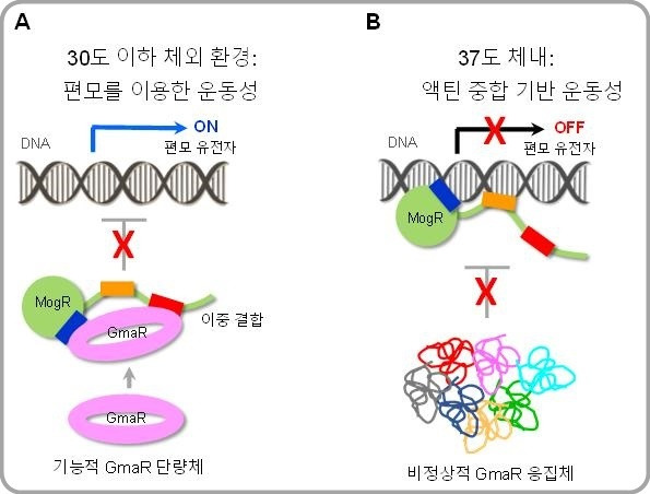 [대전=뉴시스] 온도에 따른 리스테리아균 편모 형성 조절  *재판매 및 DB 금지