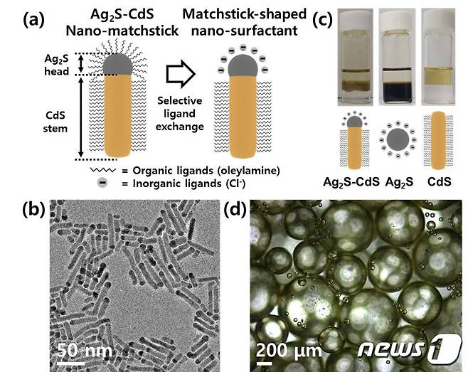 황화은-황화카드뮴 나노 계면활성제 합성 공정과 모습들. (UNIST 제공)