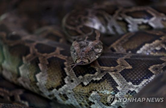 사람이 뱀에 잡아 먹히는 건 쉽게 믿기 힘들 정도로 드문 사건이지만, 인도네시아에선 2017년과 2018년에도 비슷한 사건이 발생해 2명이 숨진 것으로 알려졌다.  사진=EPA연합뉴스