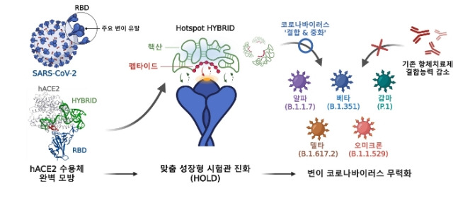 hACE2 수용체 모방 하이브리드 중화제 개발 과정. 포스텍 제공