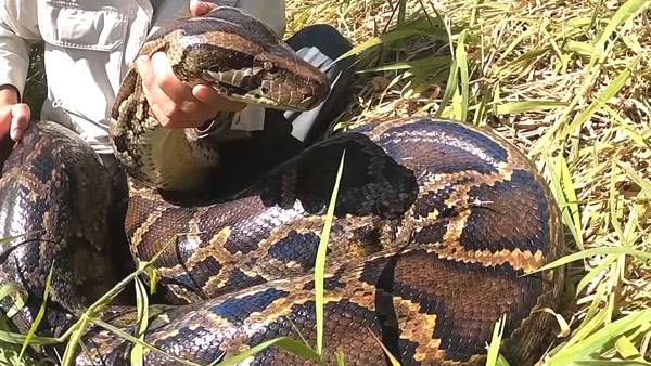 비단뱀 [자료사진: 기사 내용과 관련 없음]
