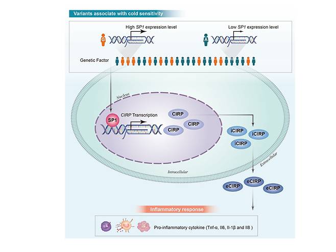 한증 연관 유전지표의 유전형 차이에 따라 SP1-CIRP 전사조절 차이를 일으켜 세포내 염증 반응이 달라질 수 있다는 결과 모식도.[한국한의학연구원 제공]
