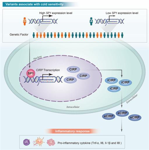 [대전=뉴시스] 연구결과 모식도. 한증 연관 유전지표의 유전형 차이에 따라 SP1-CIRP 전사조절에 차이를 일으켜 세포내 염증 반응이 달라질 수 있다. *재판매 및 DB 금지
