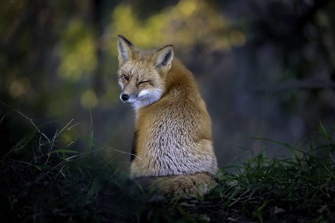 /Kevin Lohman/Comedy Wildlife  Photography Awards 2022