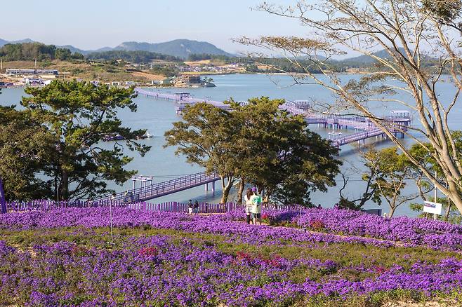 바다 위를 걸어가는 보랏빛 섬 '신안 퍼플섬'(한국관광공사 제공)