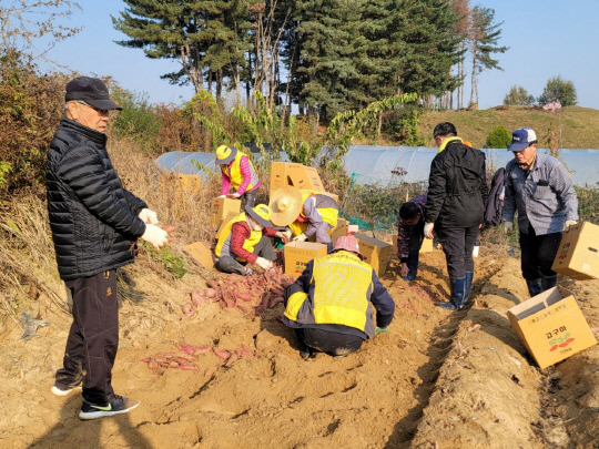 음성군노인회 맹동면 분회 회원 30여 명이 지난 28일 지난 5월 노인회에서 식재한 '사랑의 고구마' 수확를 수확 하는 모습     사진=음성군 제공