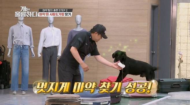 2020년 7월 6일 KBS 예능 프로그램 ‘개는 훌륭하다’ 방송에서 마약 탐지 훈련에 성공하고 조사 요원으로부터 보상을 받는 마약 탐지견 ‘에이스’. (사진 출처=‘개는 훌륭하다’ 방송 갈무리)