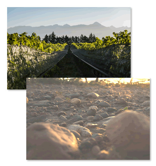 쿠알타야리 토양. 홈페이지