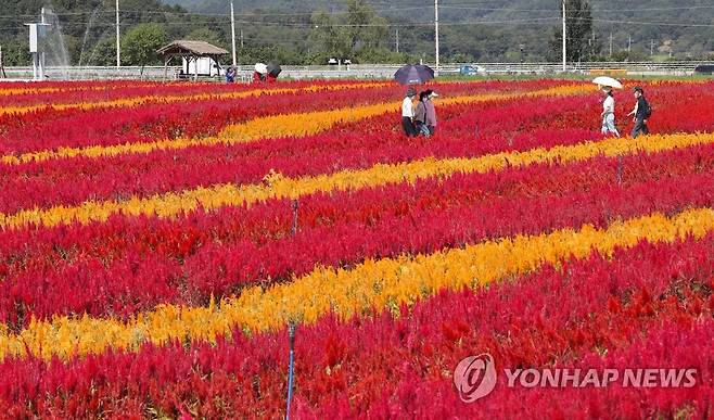 울긋불긋 물든 철원 고석정 꽃밭 [연합뉴스 자료사진]