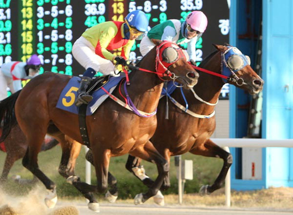 30일 열린 제15회 국제신문배 대상경주에서 ‘어마어마’(5번)가 간발의 차이로 우승을 차지하는 장면.  한국마사회 제공