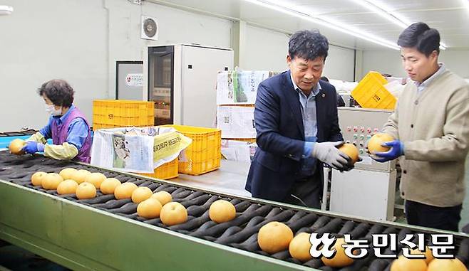 경기 안성 양성농협 임직원들이 선별장에서 농가가 출하한 배 상태를 살펴보고 있다.