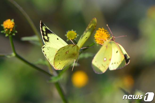 1일 경북 포항시 남구 대이동 시청 인근 야산에서 나비 한 마리가 꿀을 따기 위해 날아들고 있다. 2022.11.1/뉴스1 ⓒ News1 최창호 기자