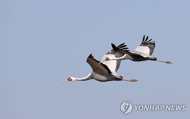 철원평야 찾아온 재두루미 [연합뉴스 자료사진]