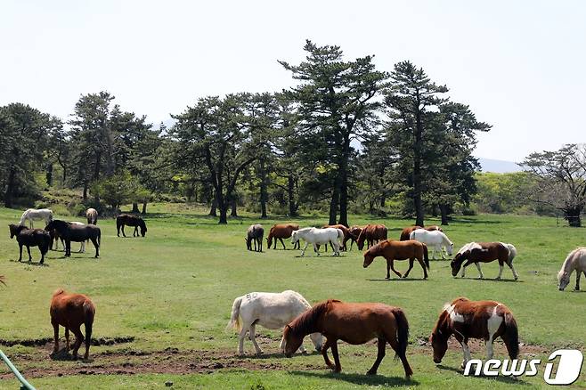 20일 오후 제주 5·16도로에 위치한 마방목지에서 천연기념물 347호 제주마들이 한가롭게 봄볕을 즐기고 있다. 제주도 축산진흥원은 겨울철 진흥원에서 방목하던 제주마 113마리를 매해 4월부터 10월말까지 마방목지로 보내 제주의 영주십경 중 하나인 고수목마를 재현하고 있다.2022.4.20/뉴스1 ⓒ News1 고동명 기자