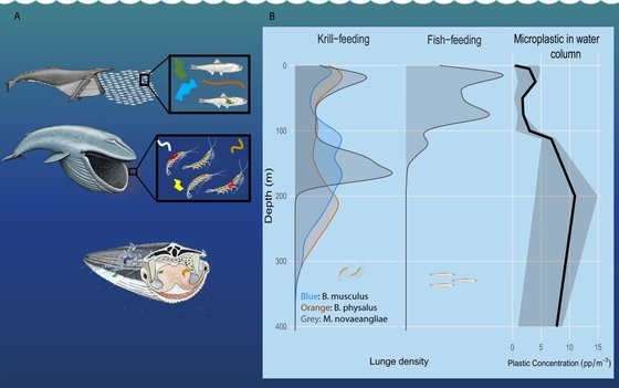 왼쪽부터 고래가 크릴 등을 통해 미세플라스틱을 먹는 과정을 설명한 그림. 오른쪽 표를 보면 고래가 크릴(Krill) 먹이활동을 하는 수심과 미세플라스틱 농도가 높은 수심이 일치하는 것을 확인할 수 있다. 미국 스탠포드 대학의 매튜 사보카 박사 연구팀