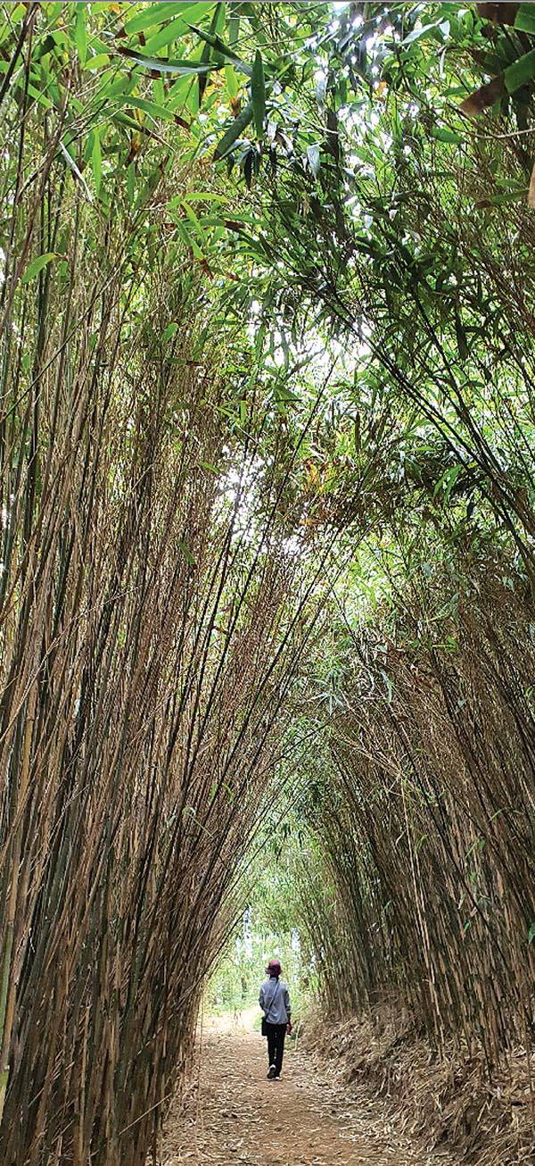 울릉도 옆 죽도에 있는 울창한 대나무숲을 관광객이 걷고 있다. 정석근 교수 제공