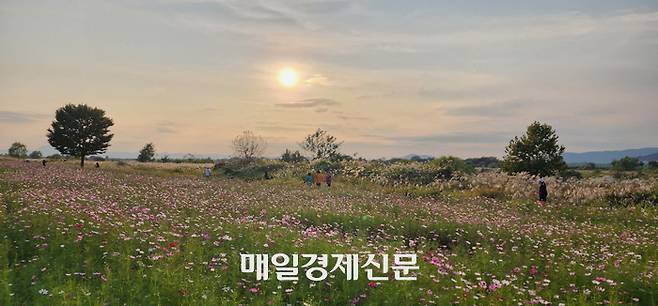 광주 영산강변 서창들녁을 찾은 관광객들이 석양을 배경으로 걷고 있다. [사진 제공=광주시]